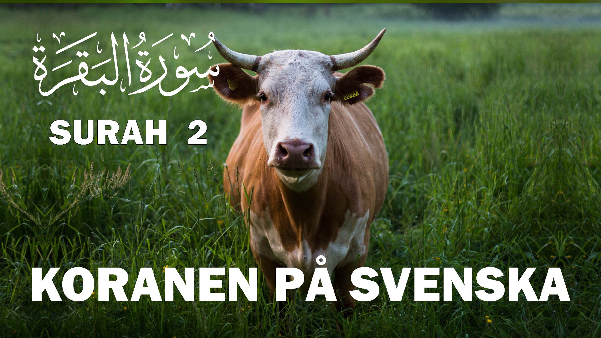 Koranen på svenska Kapitel 2 | al-Baqarah | Kon