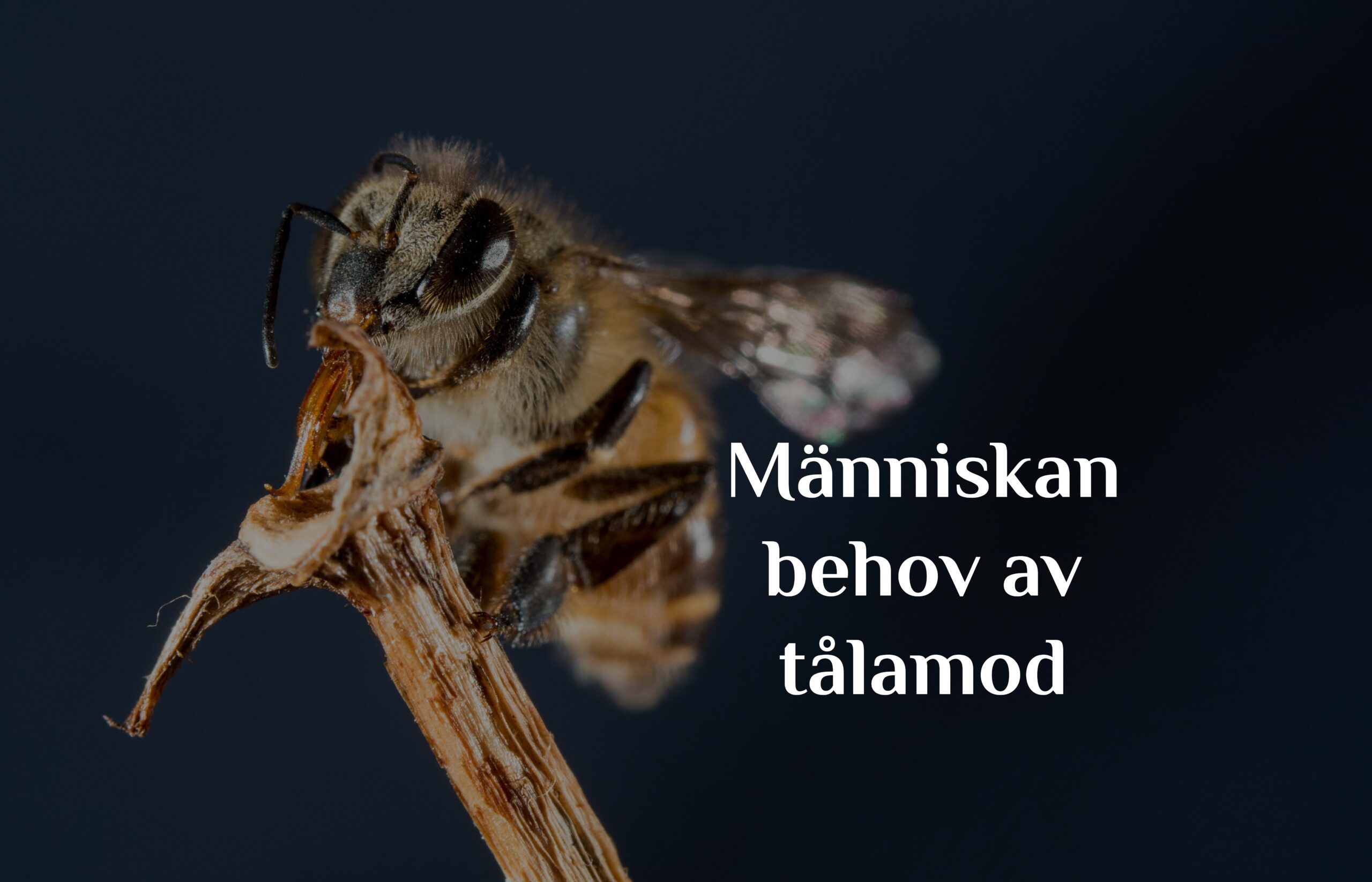 Människan behov av tålamod